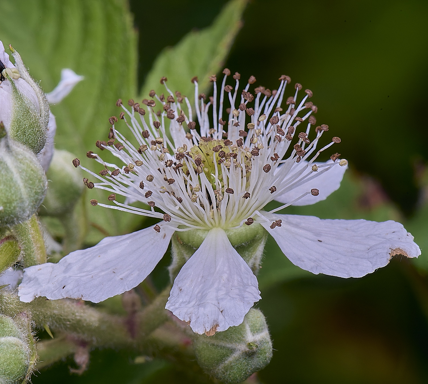 NorfolkB6FlowerSide170625-1