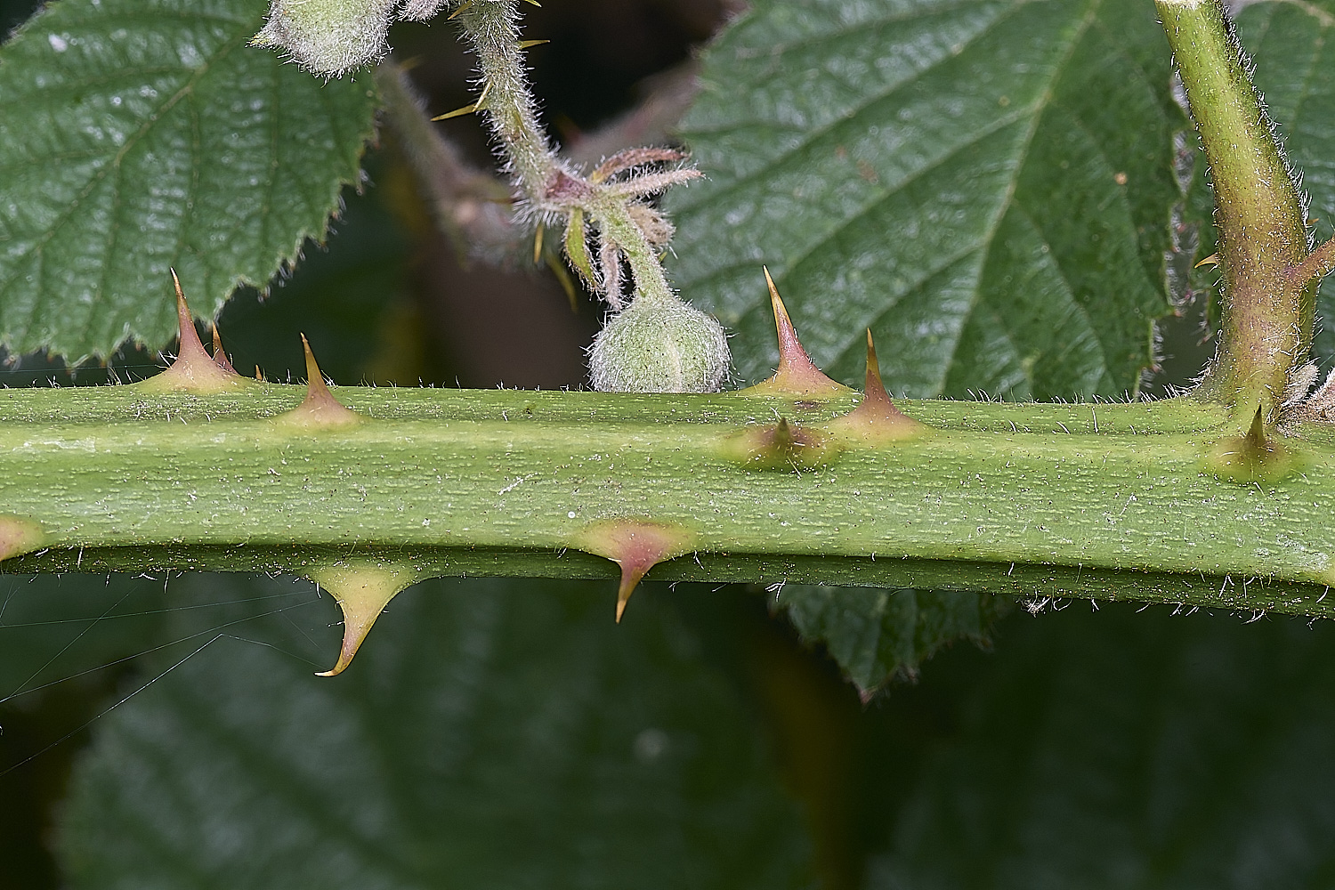 NorfolkB6PrimocaneCloseUp170625-1