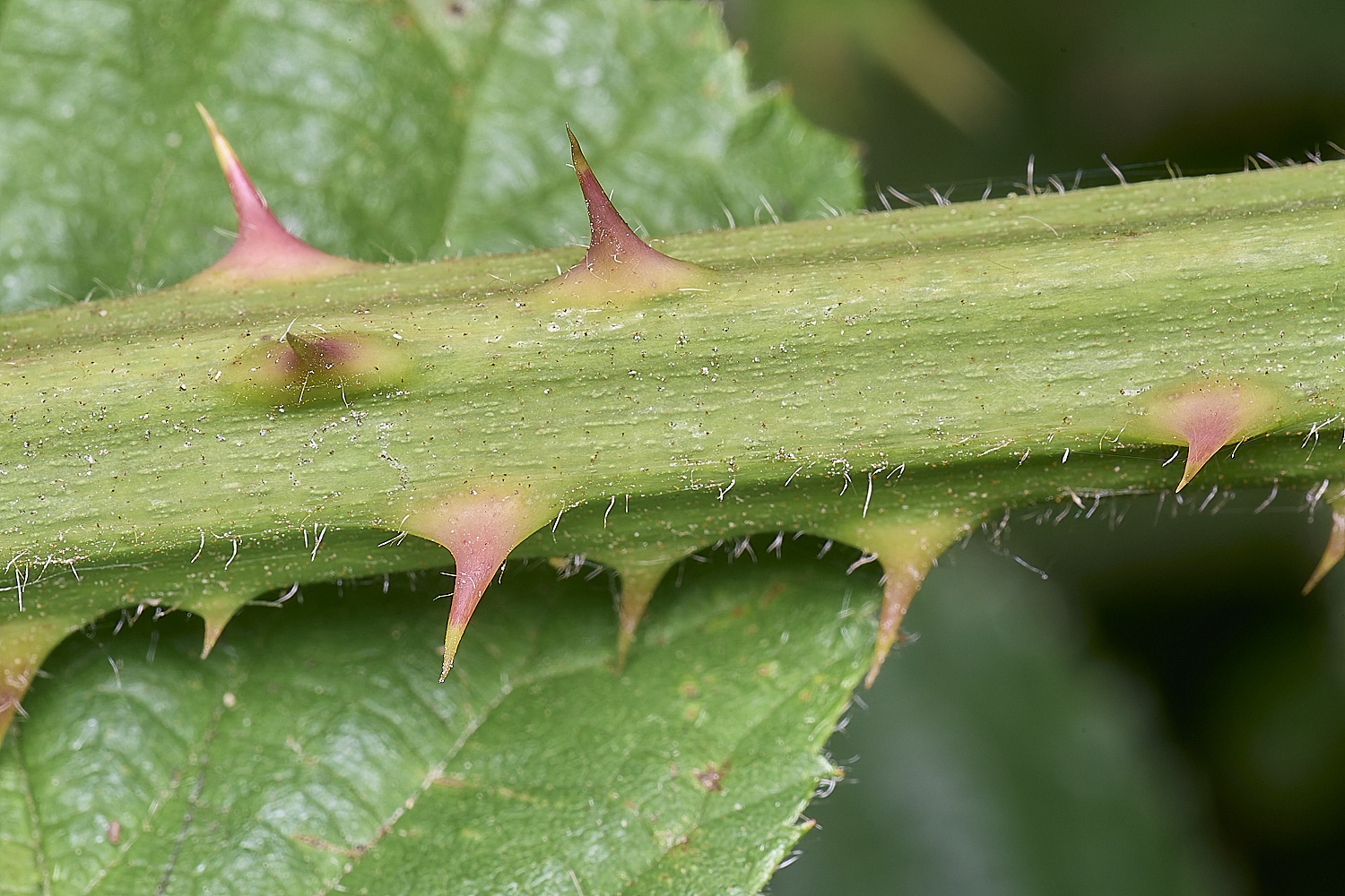 NorfolkB6PrimocaneCloseUp170625-2