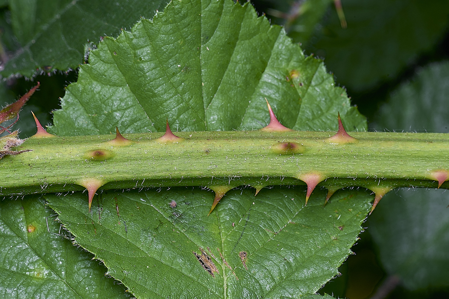 NorfolkB6PrimocaneCloseUp170625-3