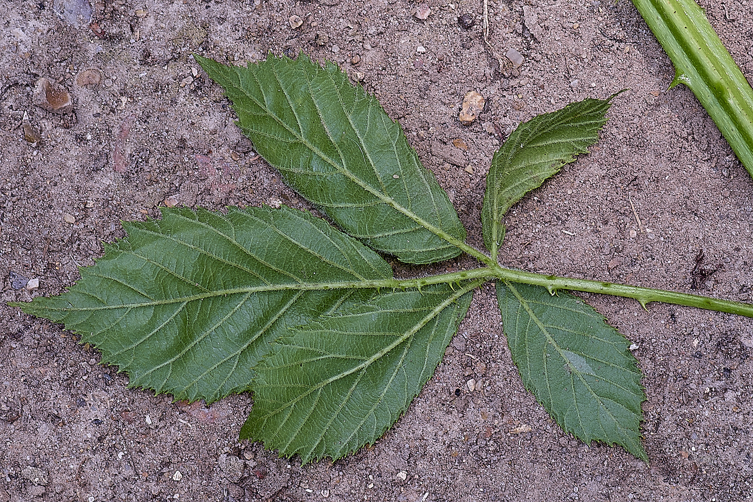 NorfolkB6PrimocaneLeafabaxial170625-1