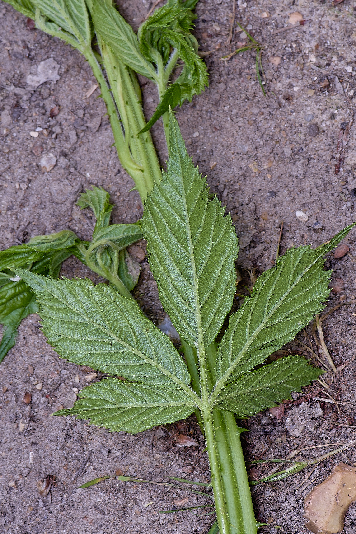 NorfolkB6PrimocaneLeafabaxial170625-2