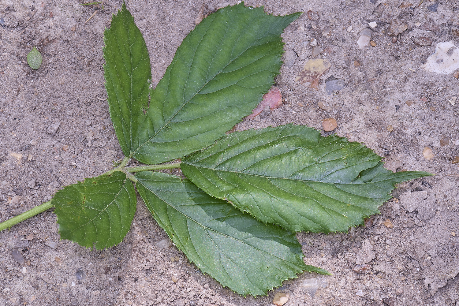 NorfolkB6PrimocaneLeafadaxial170625-1