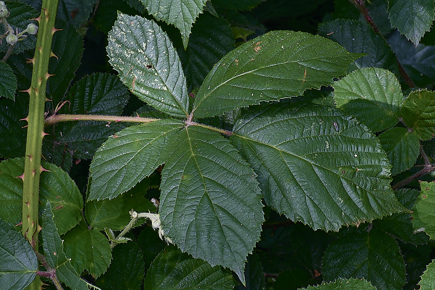 NorfolkB6PrimocaneLeafadaxial170625-2