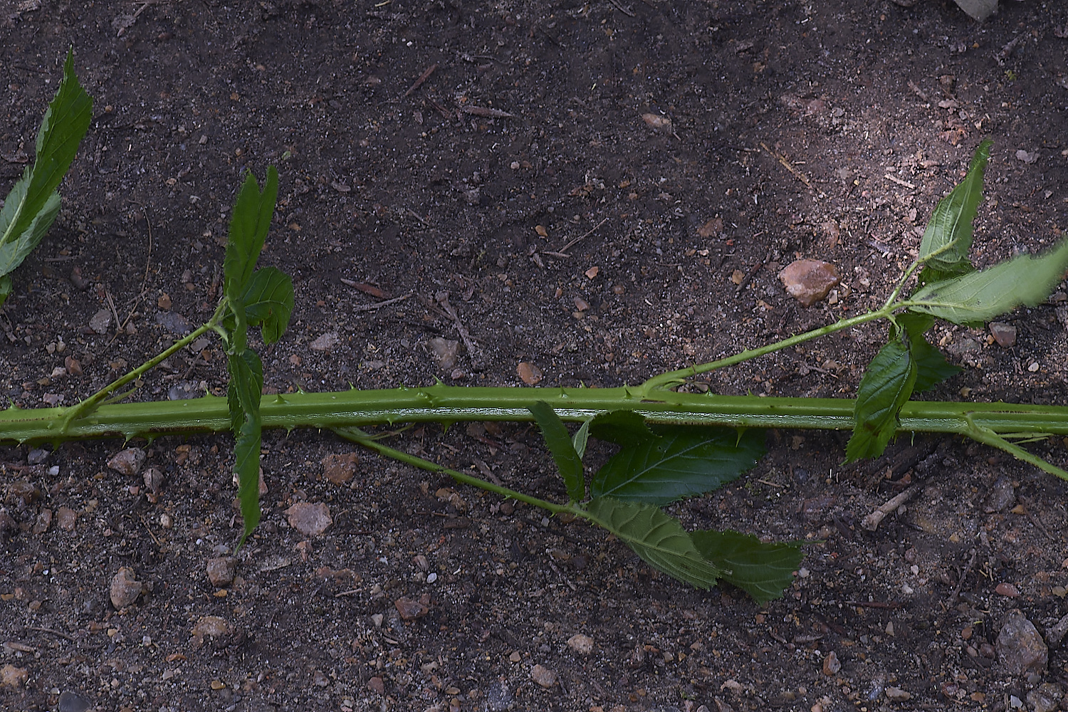 NorfolkB6PrimocaneStructure170625-1