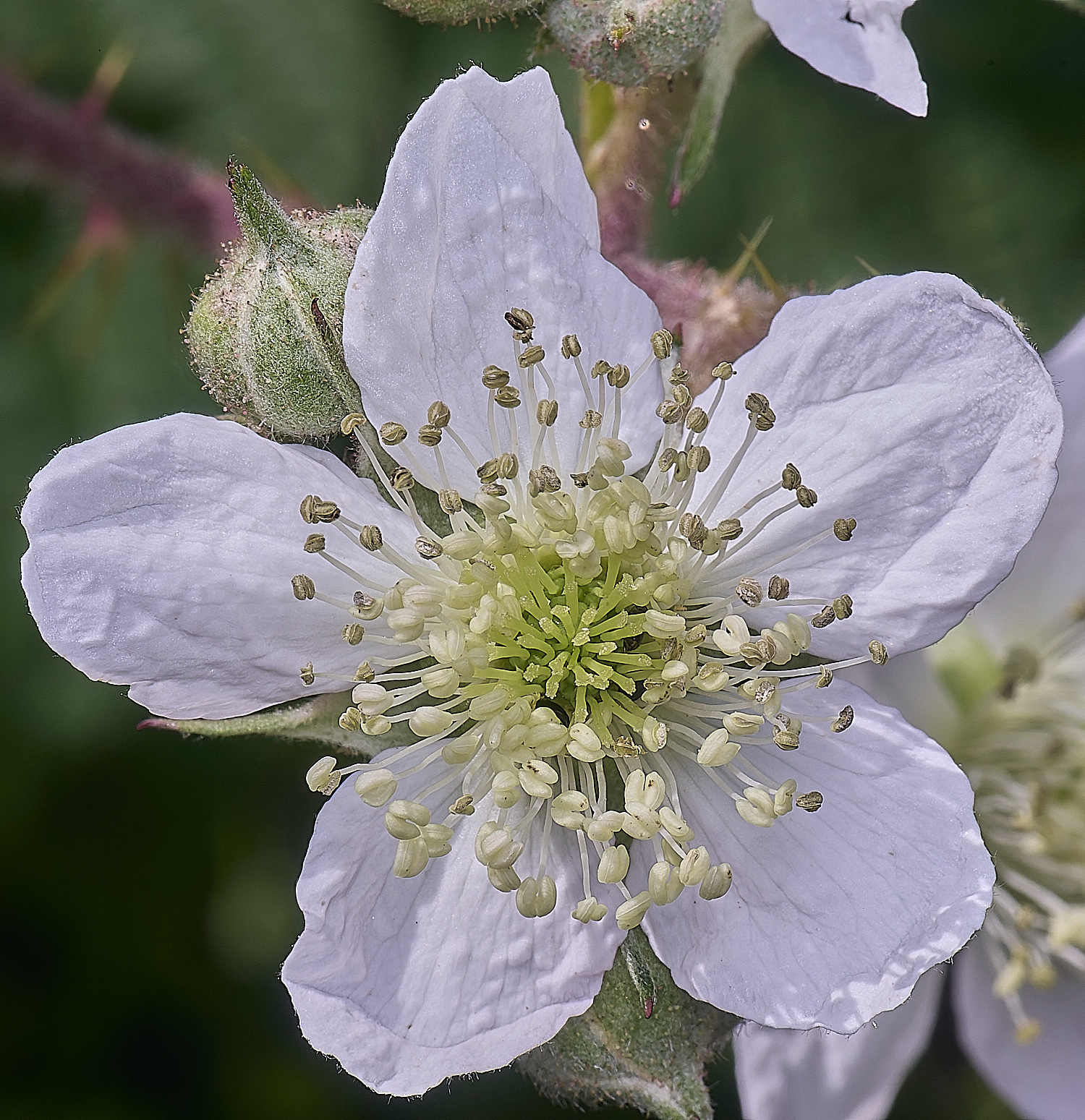 NorfolkB7FlowerFront170625-1