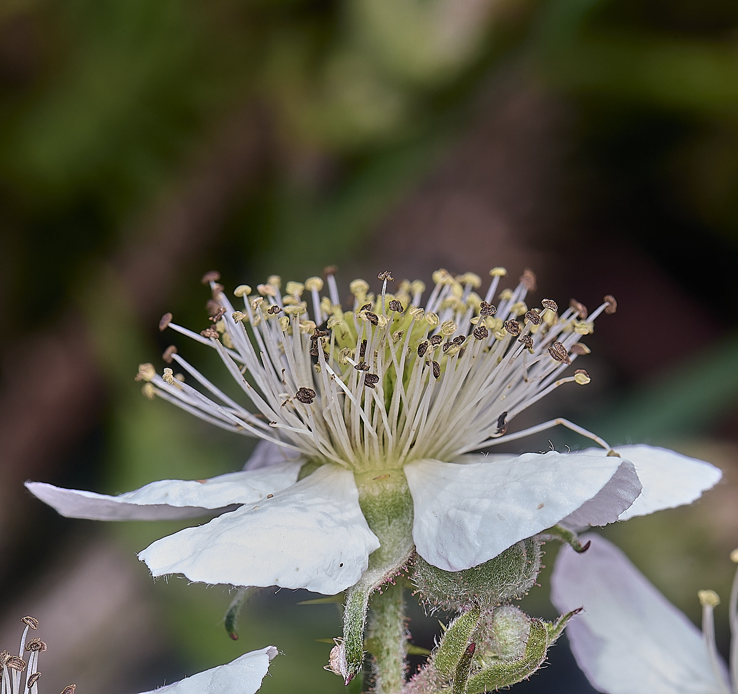 NorfolkB7FlowerSide170625-1