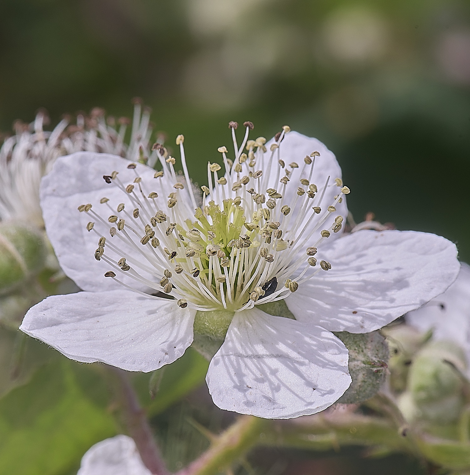 NorfolkB7FlowerSide170625-2