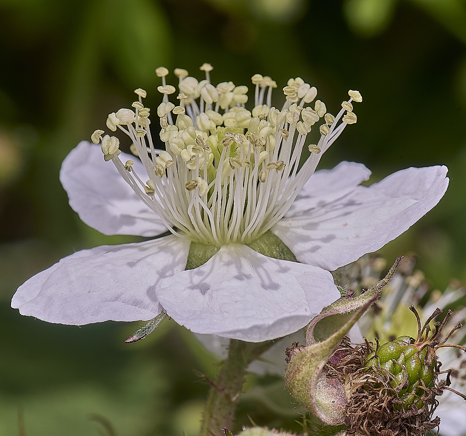 NorfolkB7FlowerSide170625-3