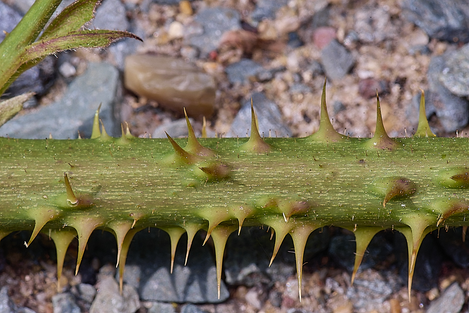NorfolkB7PrimocaneCloseUp170625-1