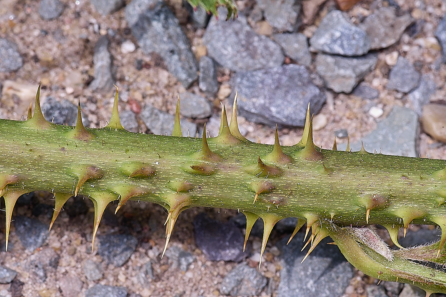 NorfolkB7PrimocaneCloseUp170625-2