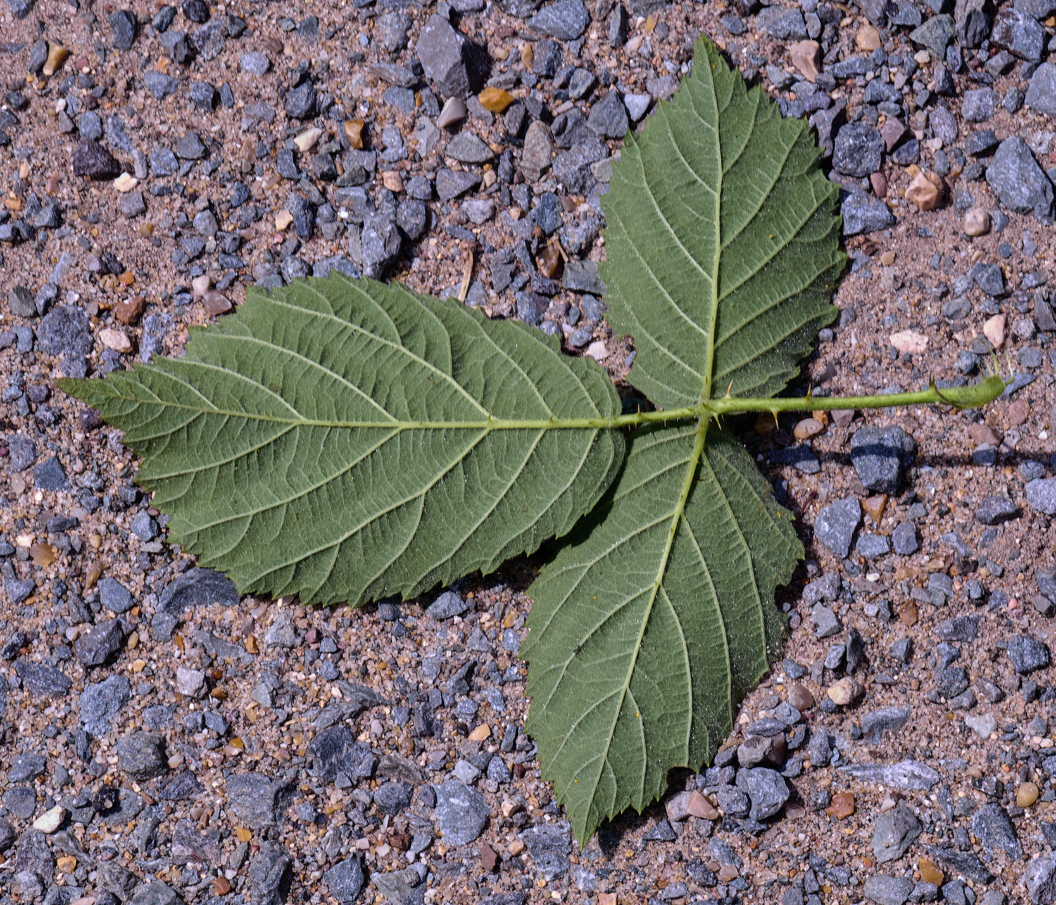 NorfolkB7PrimocaneLeafabaxial170625-1