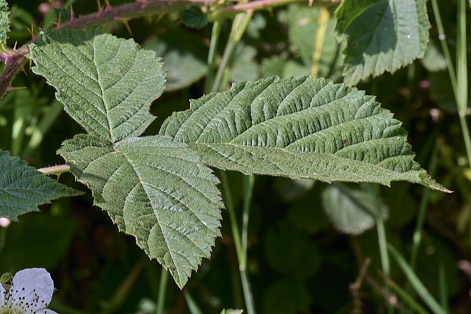 NorfolkB7PrimocaneLeafadaxial170625-1