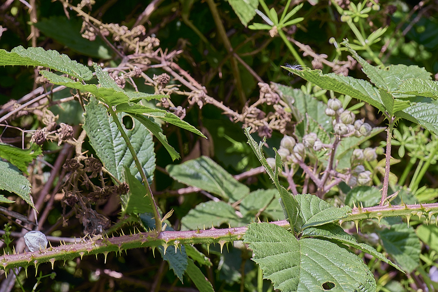 NorfolkB7PrimocaneStructure170625-1