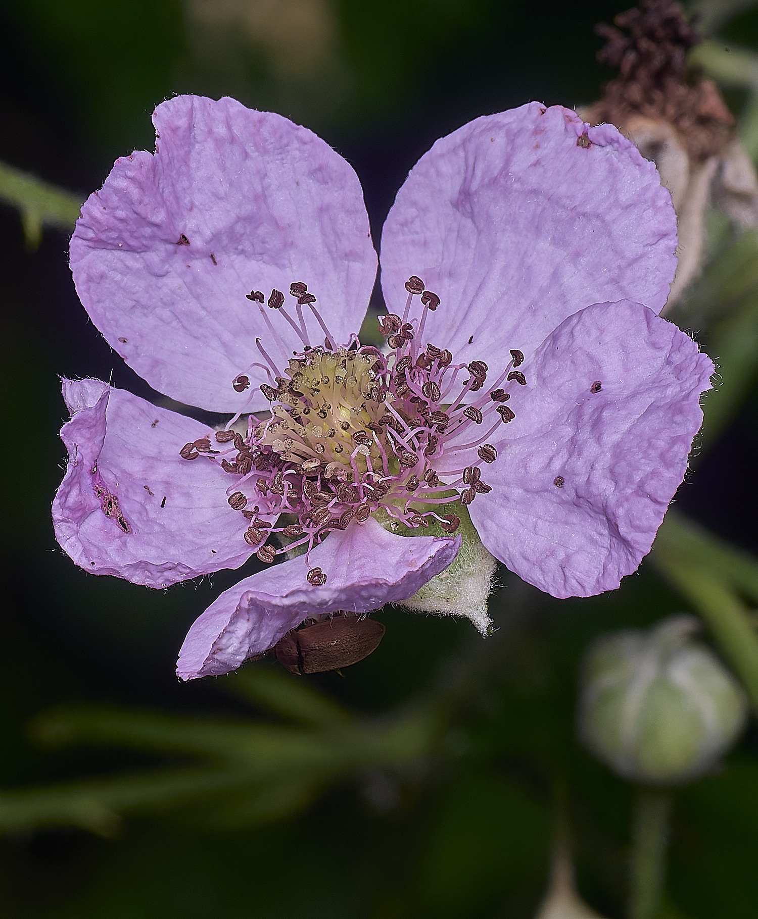 NorfolkB8FlowerFront170625-1