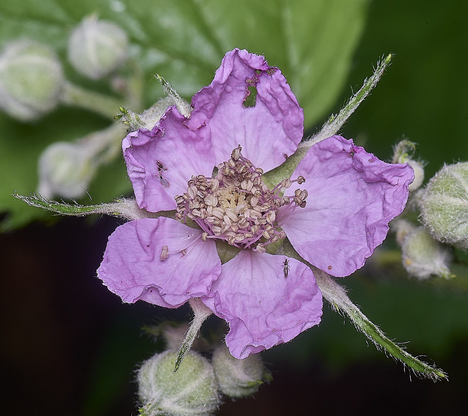 NorfolkB8FlowerFront170625-2