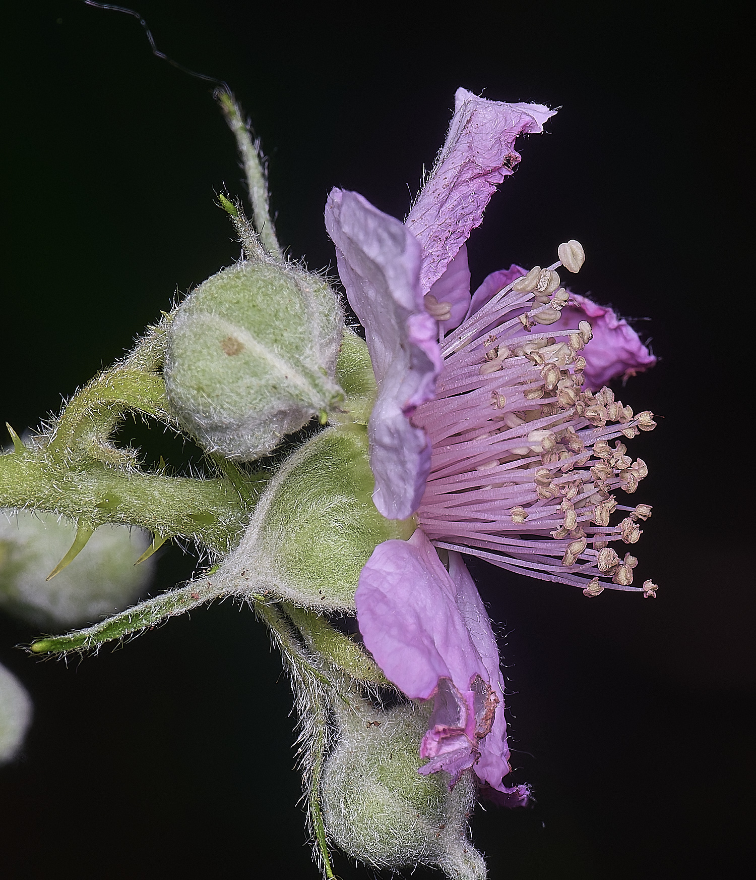 NorfolkB8FlowerSide170625-1