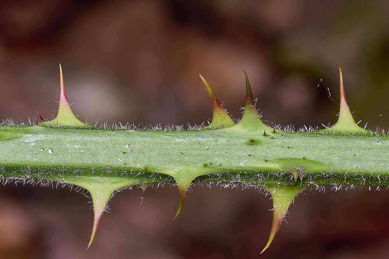 NorfolkB8PrimocaneCloseUp170625-1