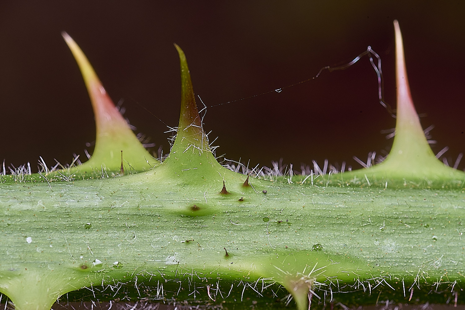 NorfolkB8PrimocaneCloseUp170625-2