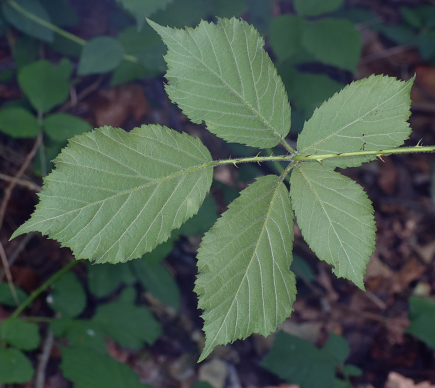 NorfolkB8PrimocaneLeafabaxial170625-1