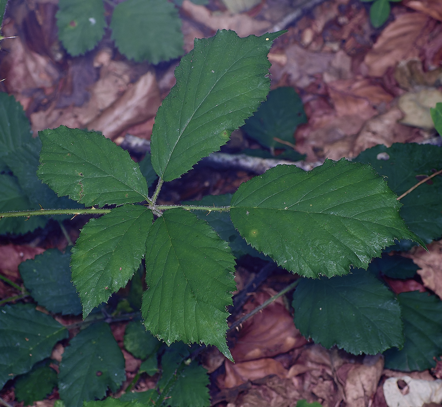 NorfolkB8PrimocaneLeafadaxial170625-1