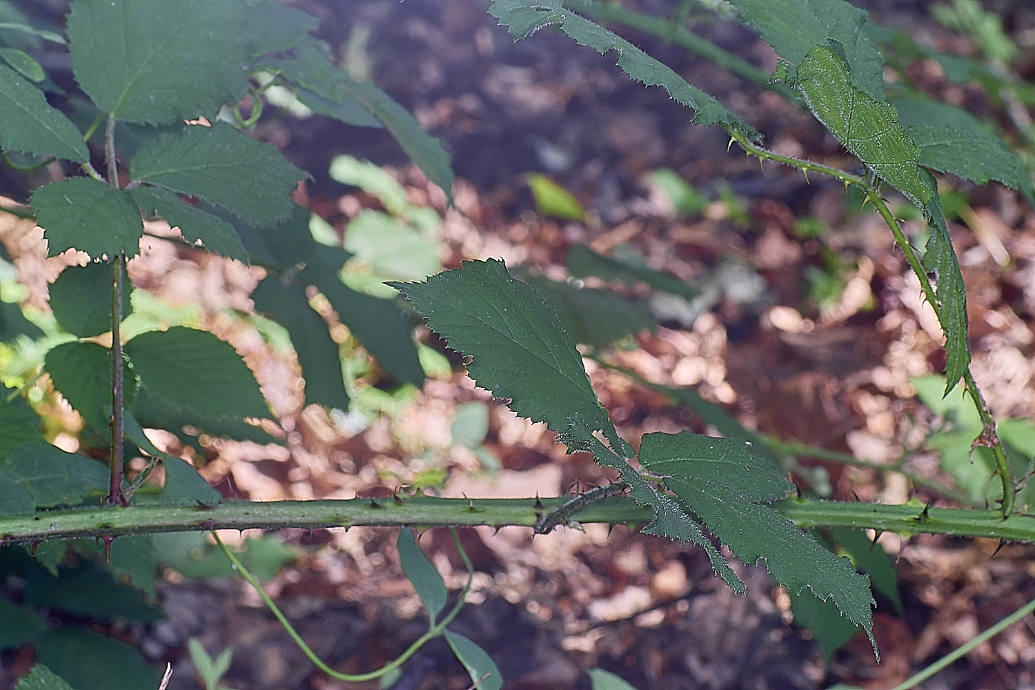 NorfolkB8PrimocaneStructure170625-1