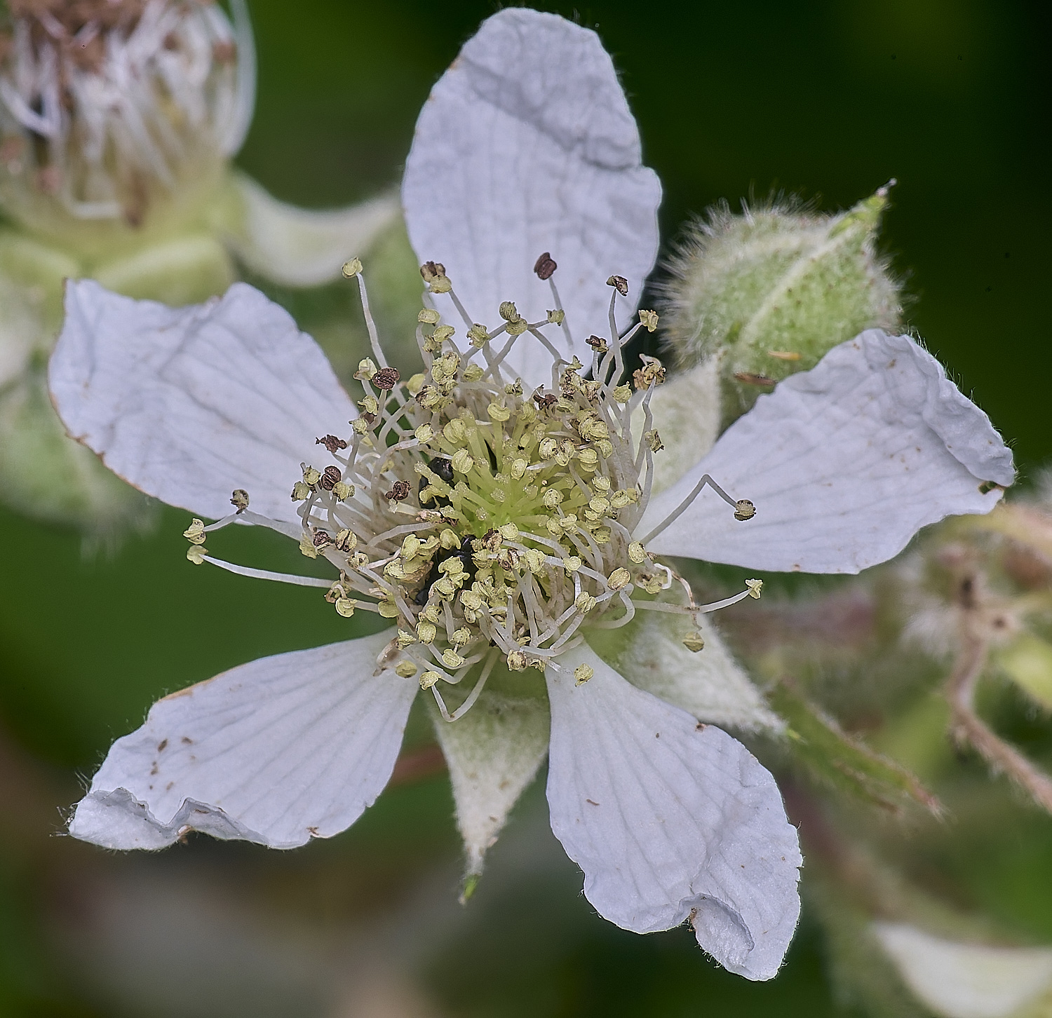 NorfolkB9FlowerFront170625-1