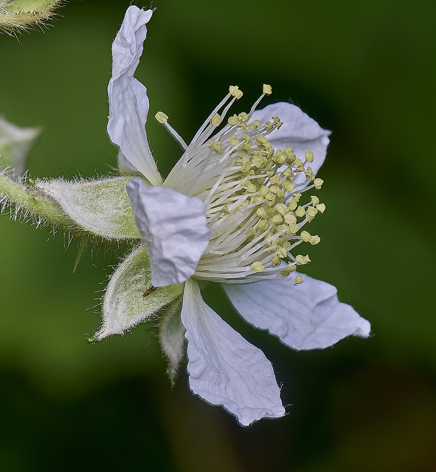 NorfolkB9FlowerSide170625-1