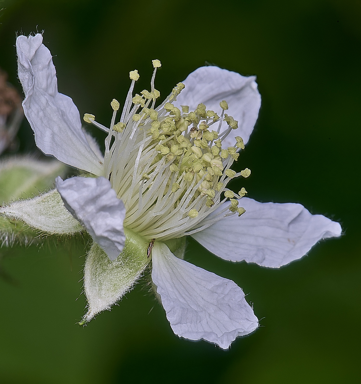 NorfolkB9FlowerSide170625-2