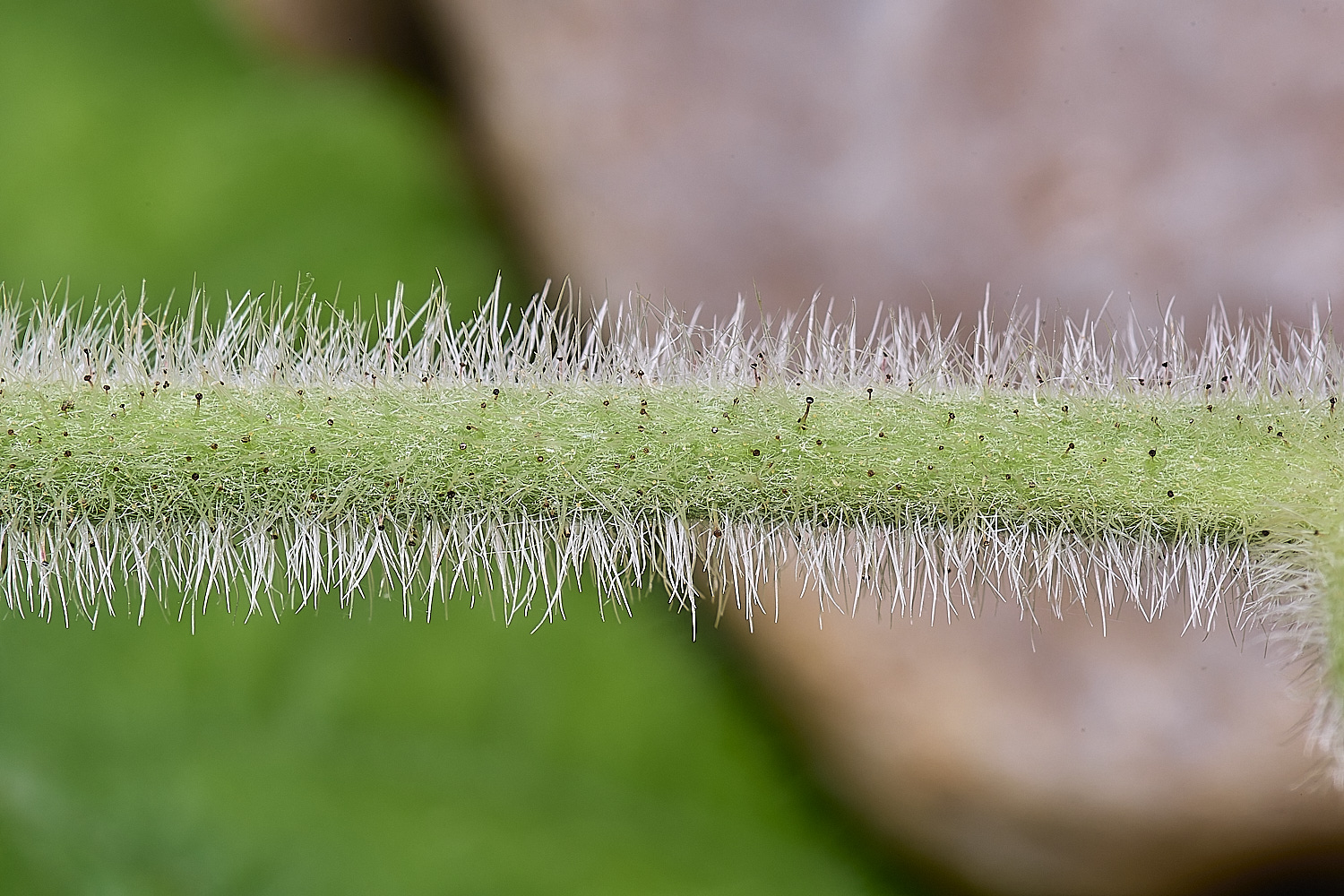 NorfolkB9FlowerStemCloseUp170625-1