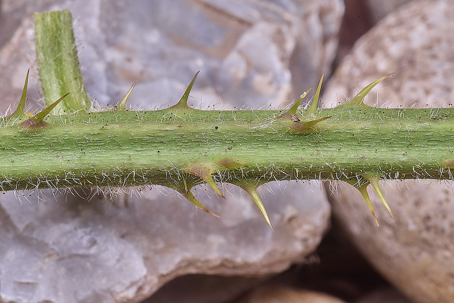 NorfolkB9PrimocaneCloseUp170625-1