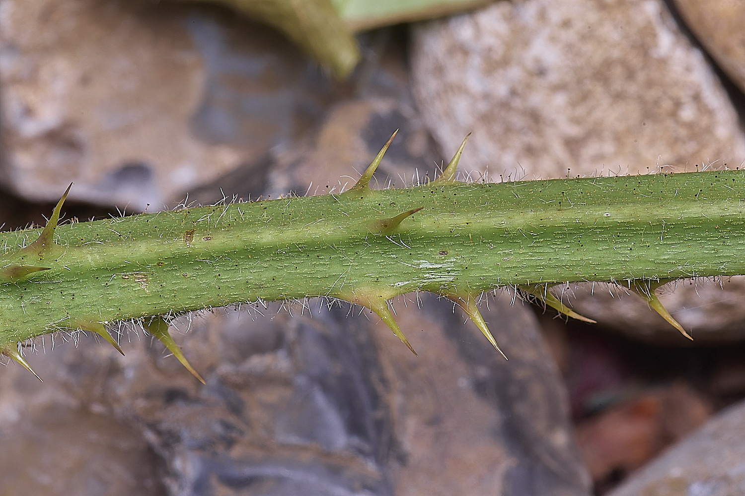 NorfolkB9PrimocaneCloseUp170625-2