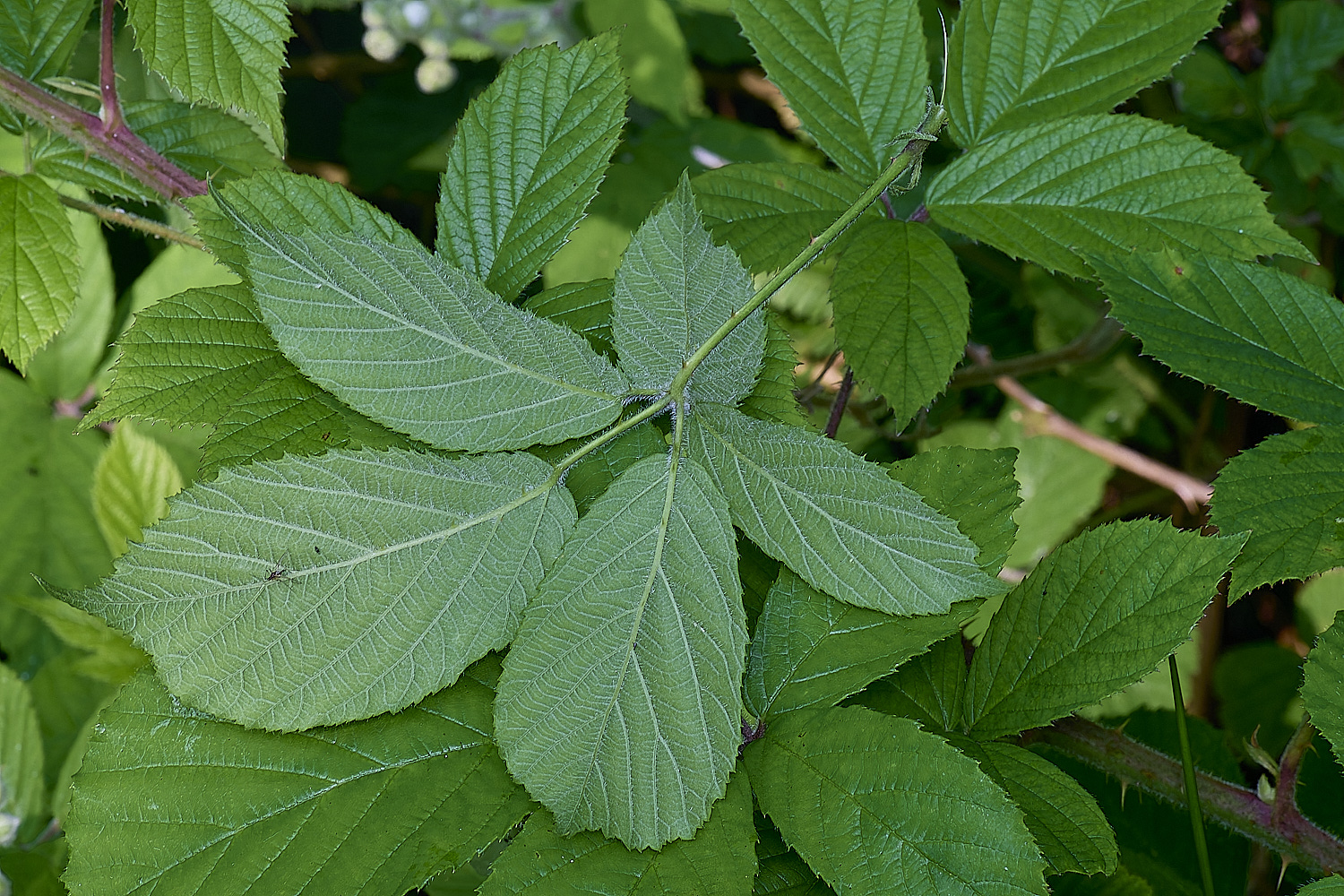 NorfolkB9PrimocaneLeafabaxial170625-1