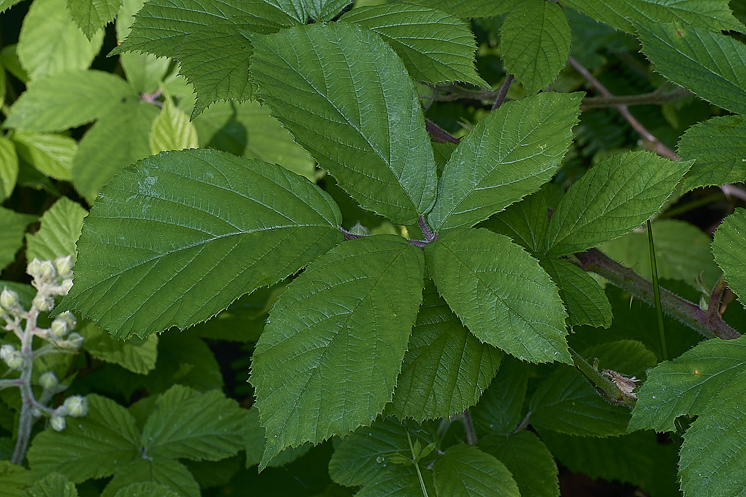 NorfolkB9PrimocaneLeafadaxial170625-1