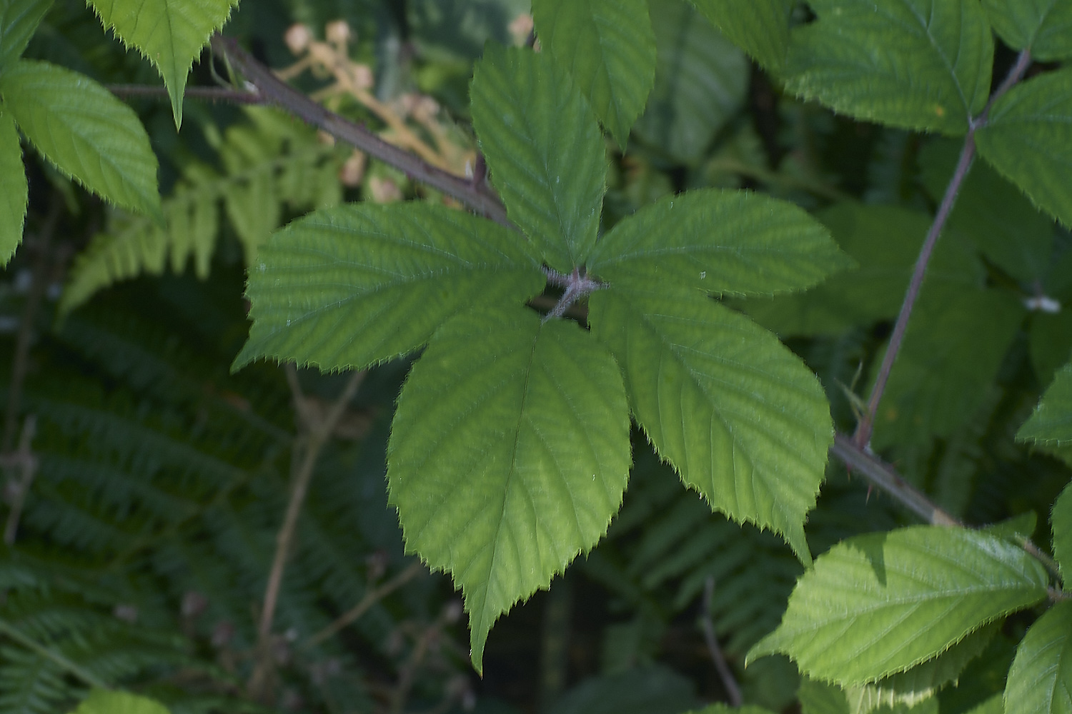 NorfolkB9PrimocaneLeafadaxial170625-2