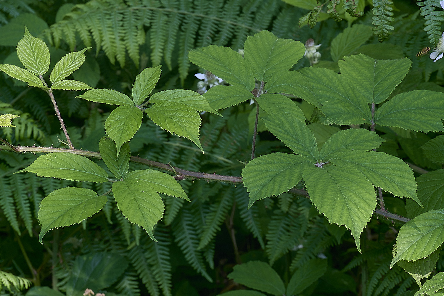 NorfolkB9PrimocaneStructure170625-1