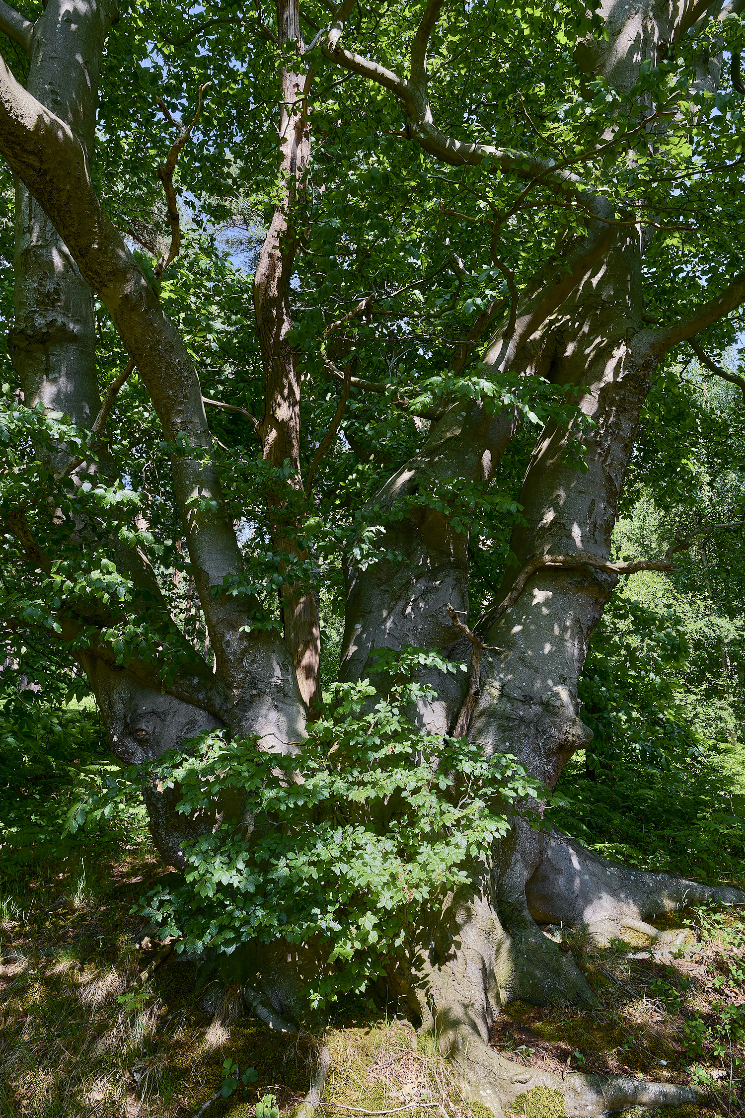 NorfolkBeech170625-1