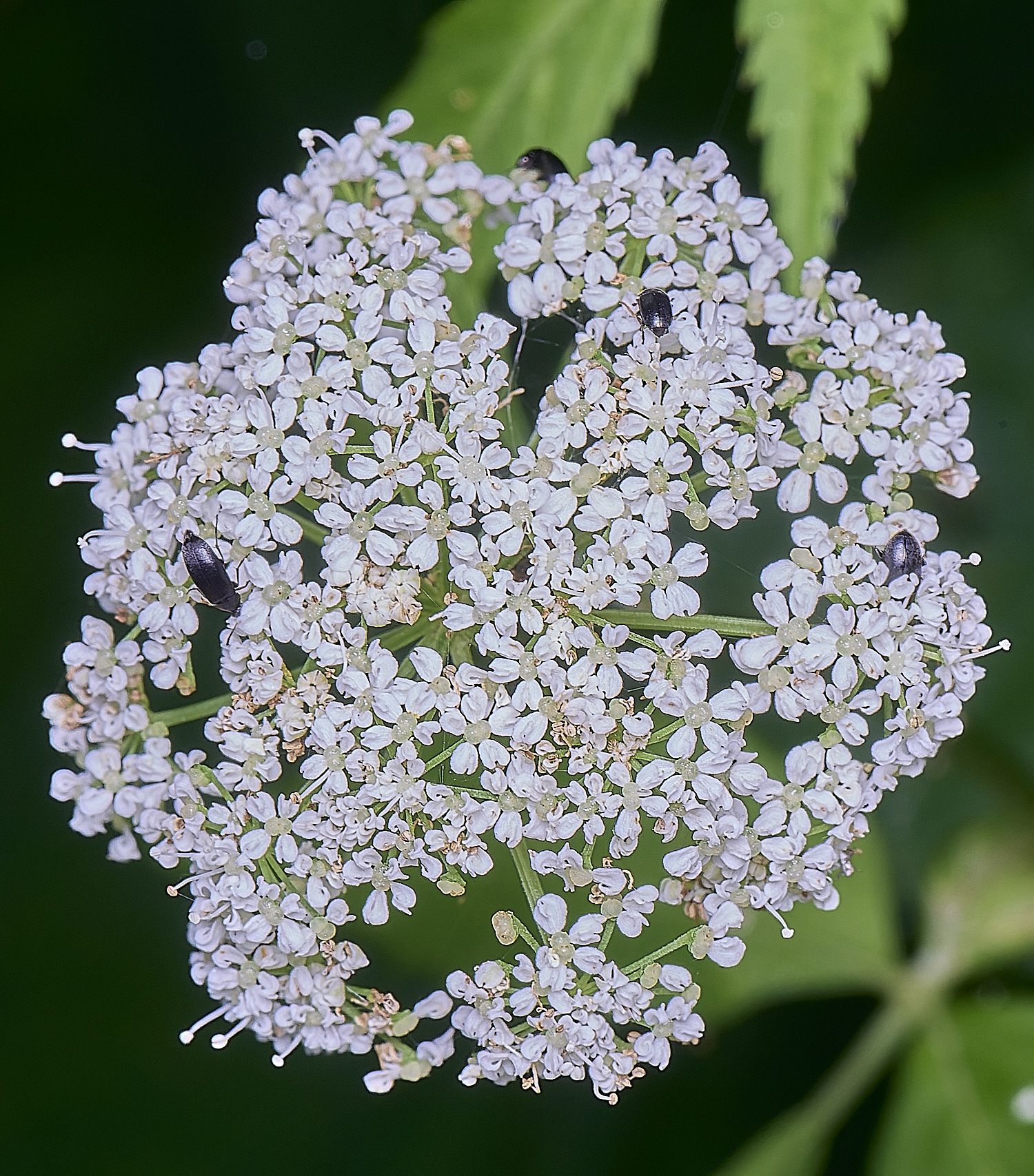 NorfolkGroundElder170625-1