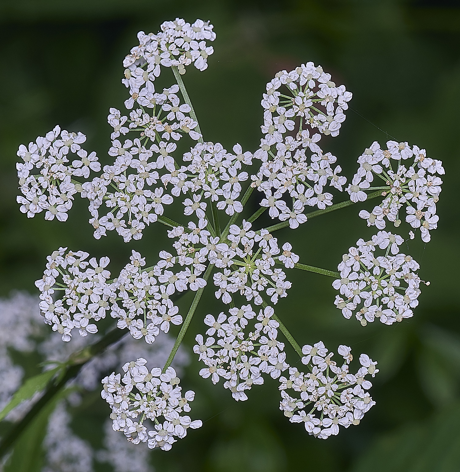 NorfolkGroundElder170625-3