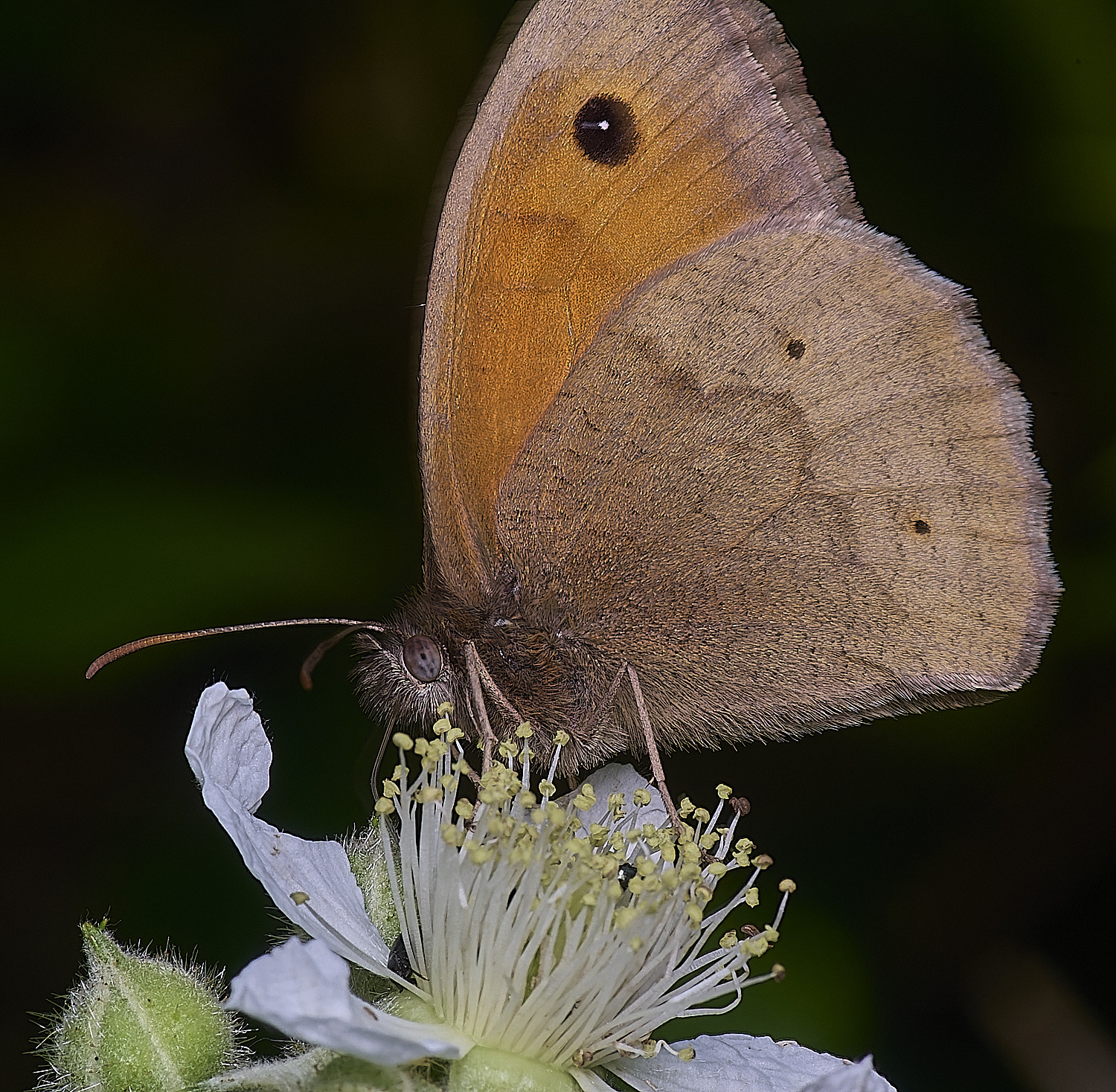 NorfolkMeadowBrown170625-1