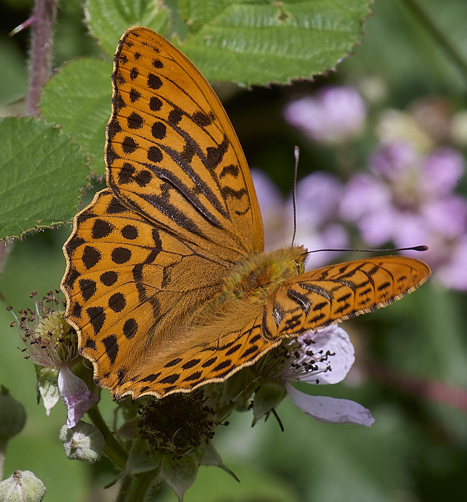 NorfolkSilverWashedFritillary170625-1