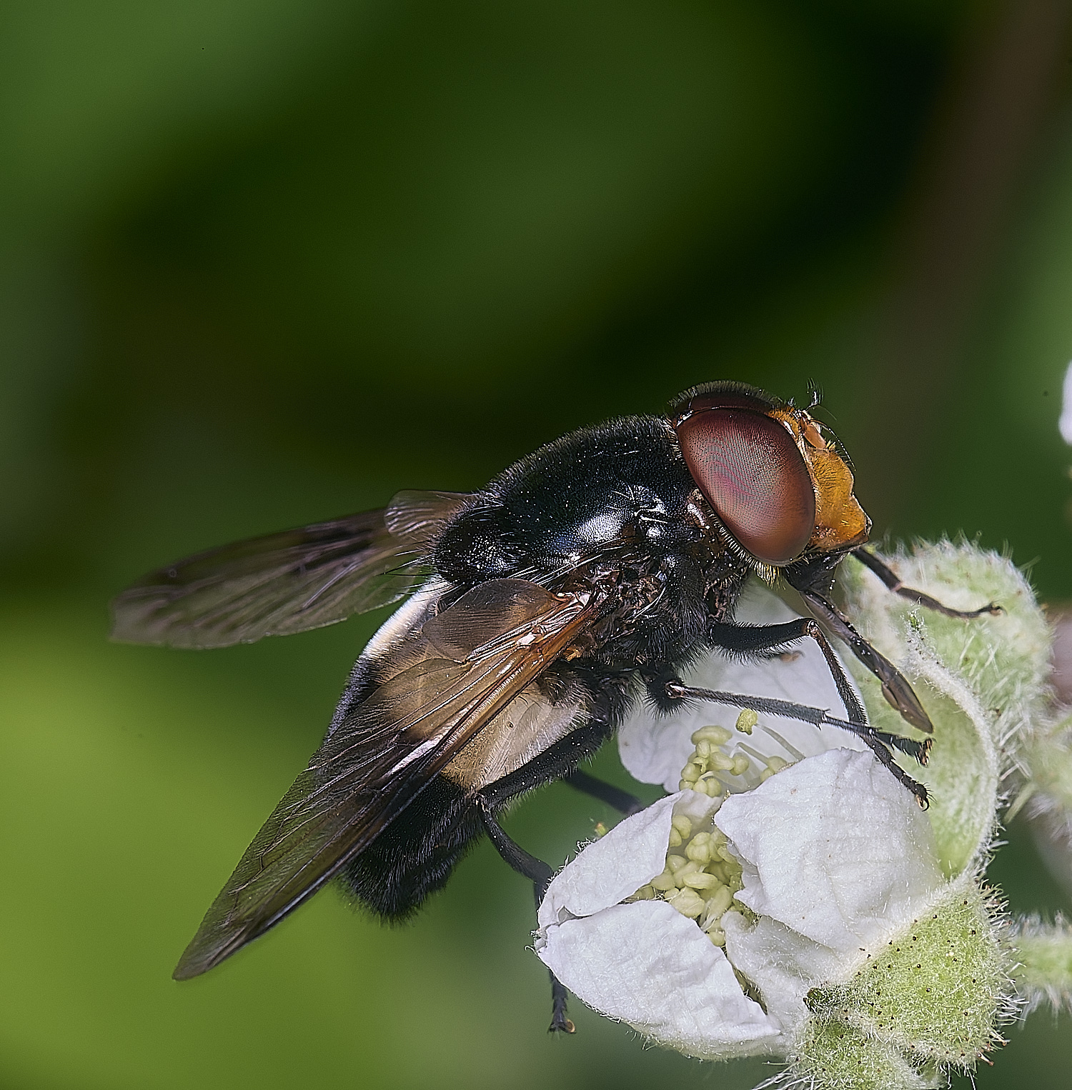NorfplkPiedHoverfly170625-1