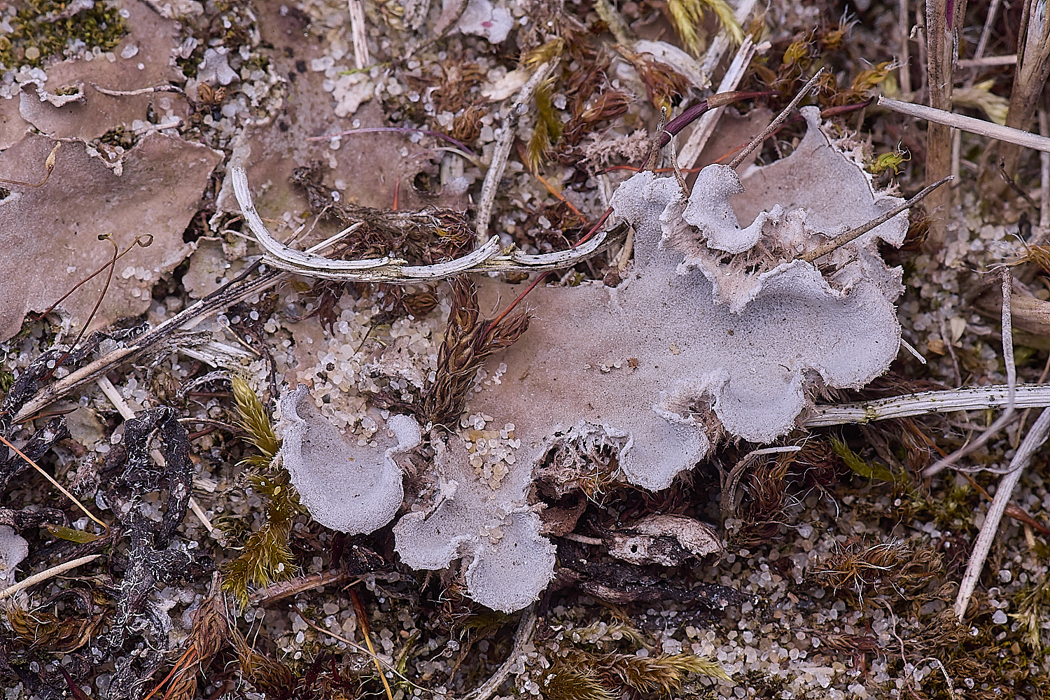 NorthDenePeltigeraSp130425-1