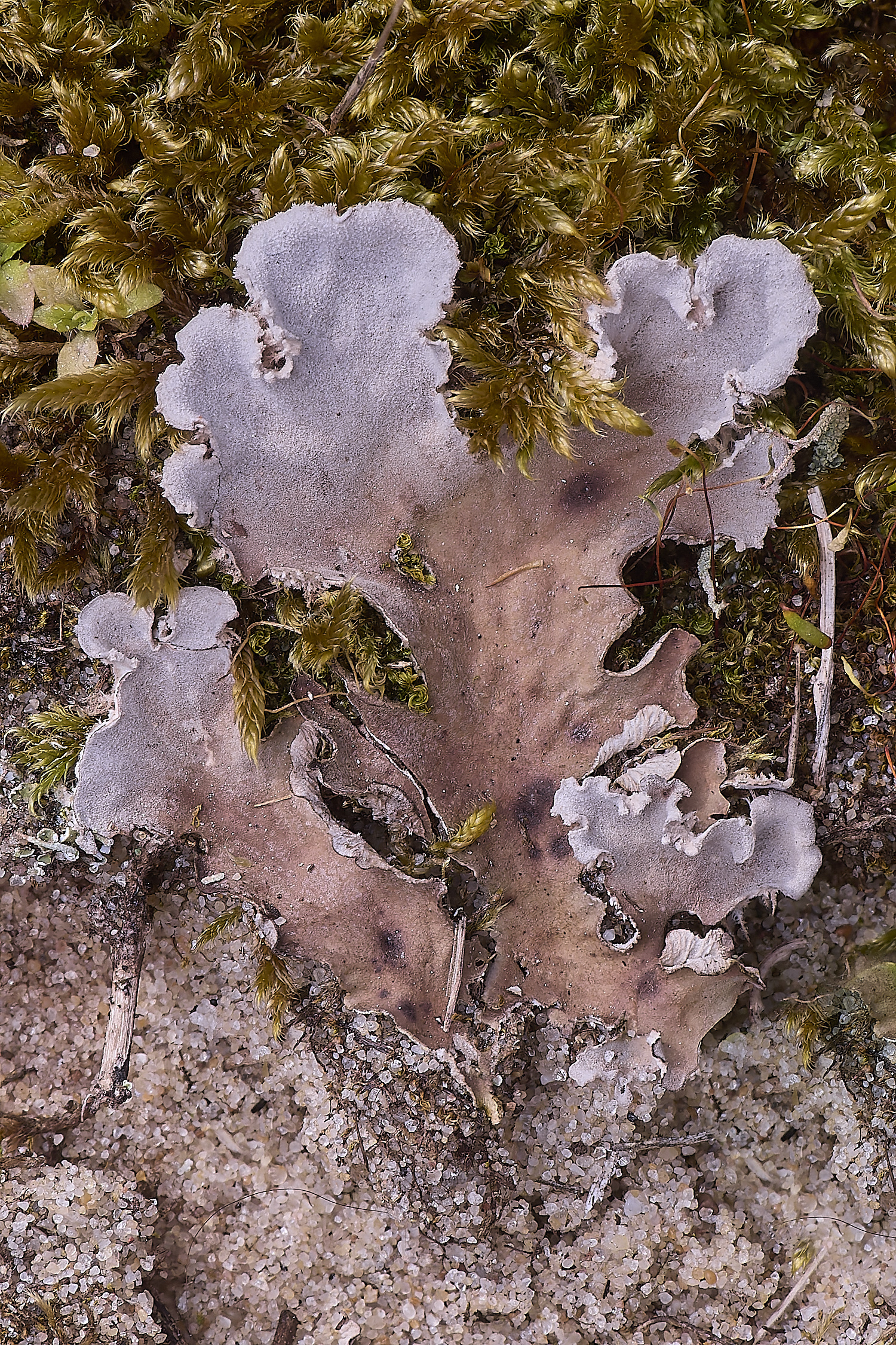 NorthDenePeltigeraSp130425-2