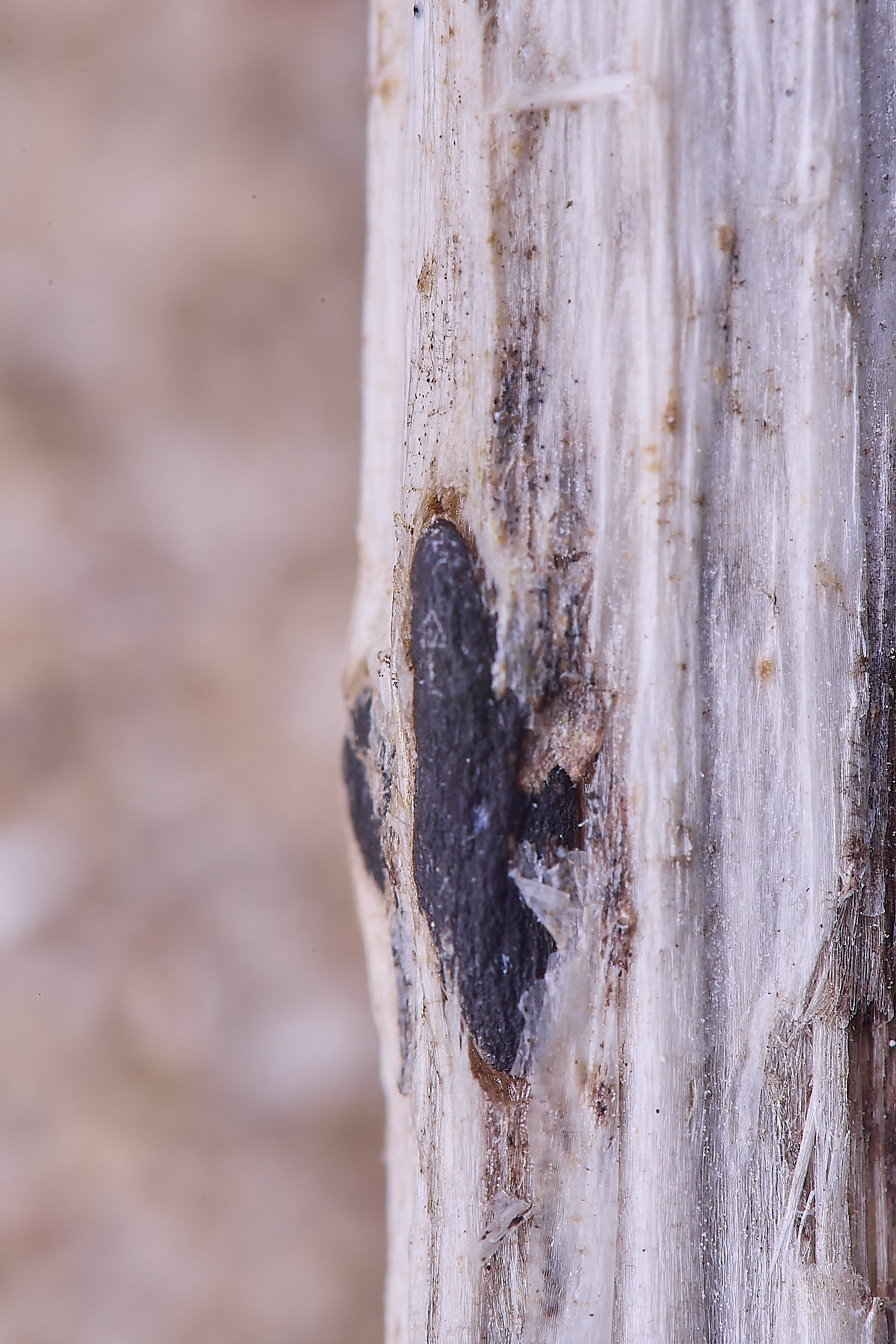 NorthDenesArchangle130425-1