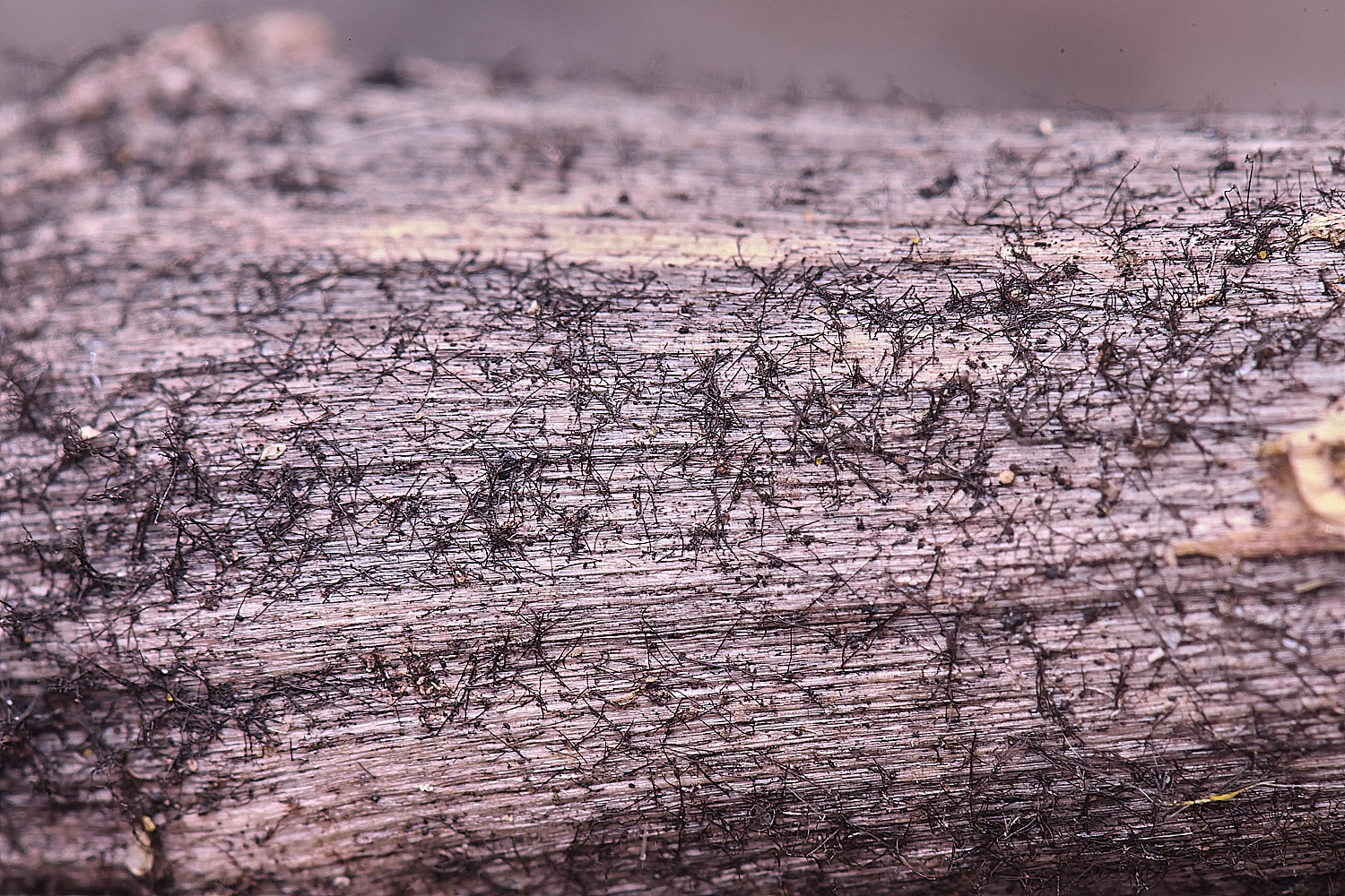 NorthDenesBlackHair130425-1