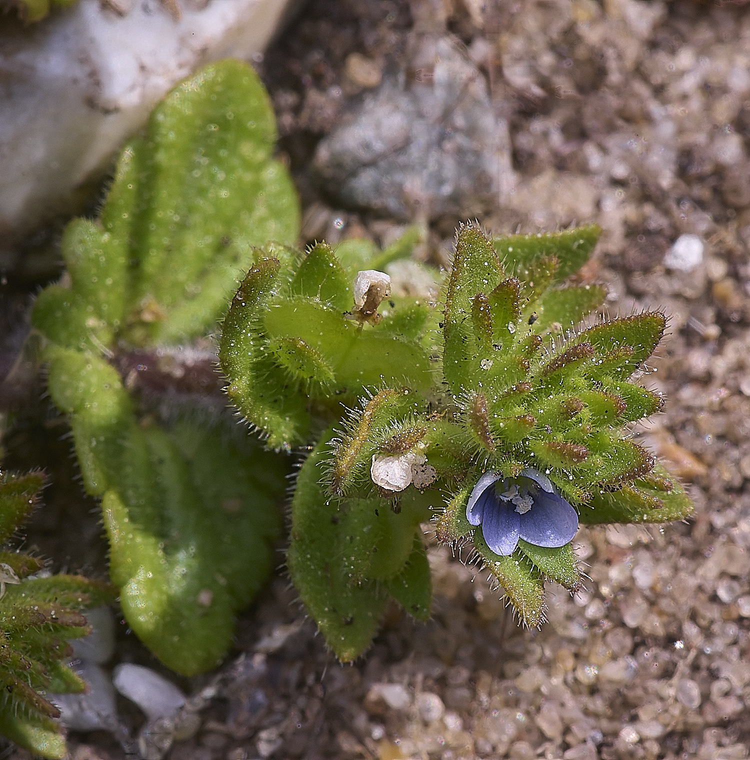 NorthDenesblue130425-1