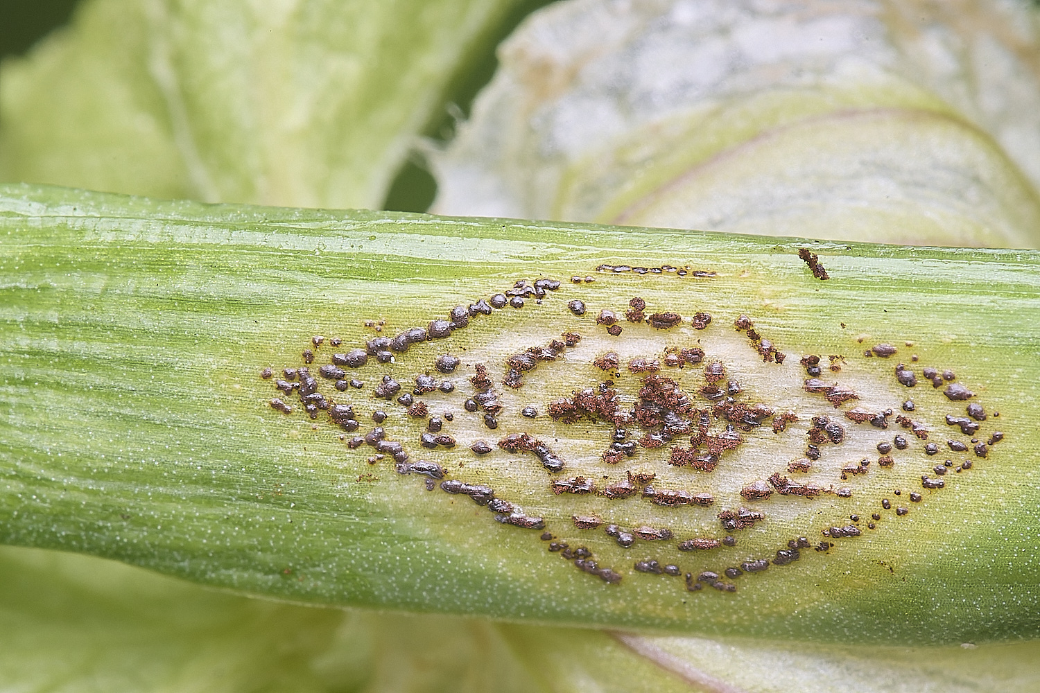 NorthDenesBluebellRust130425-1