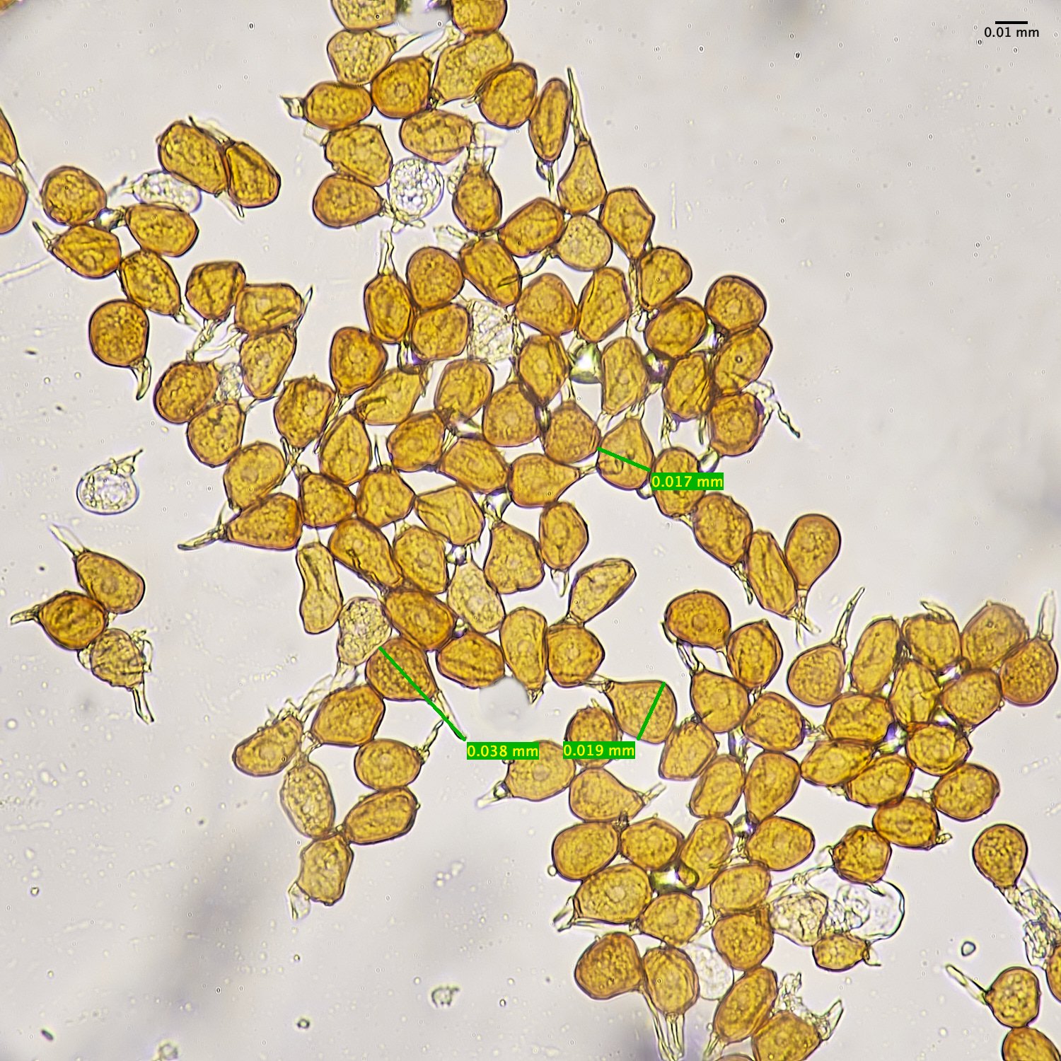 NorthDenesBluebellRust140425-2S