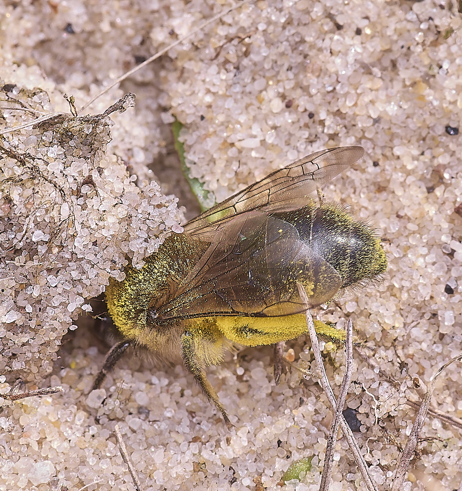 NorthDenesEarlyColletes130425-